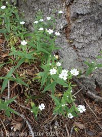 sticky starwort (<em>Pseudostellaria jamesiana</em>)