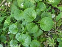 pink pyrola, pink wintergreen (<em>Pyrola asarifolia ssp. asarifolia</em>)