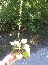 pink pyrola, pink wintergreen (<em>Pyrola asarifolia ssp. asarifolia</em>)