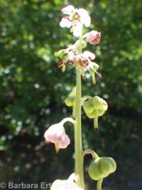 pink pyrola, pink wintergreen (<em>Pyrola asarifolia ssp. asarifolia</em>)