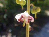 pink pyrola, pink wintergreen (<em>Pyrola asarifolia ssp. asarifolia</em>)