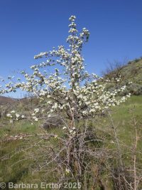 common pear (<em>Pyrus communis</em>)