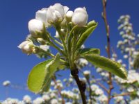 common pear (<em>Pyrus communis</em>)