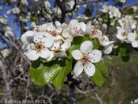 common pear (<em>Pyrus communis</em>)