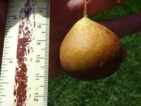 common pear (<em>Pyrus communis</em>)