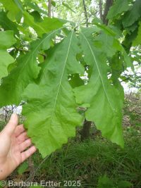 bur oak (<em>Quercus macrocarpa</em>)