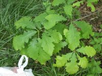 bur oak (<em>Quercus macrocarpa</em>)