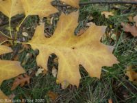 pin oak, swamp oak (<em>Quercus palustris</em>)