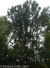 pin oak, swamp oak (<em>Quercus palustris</em>)