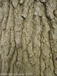 pin oak, swamp oak (<em>Quercus palustris</em>)