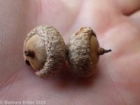 pin oak, swamp oak (<em>Quercus palustris</em>)