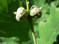 English oak (<em>Quercus robur</em>)