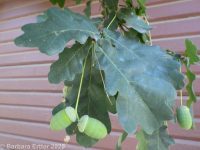 English oak (<em>Quercus robur</em>)