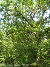 English oak (<em>Quercus robur</em>)