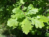 English oak (<em>Quercus robur</em>)