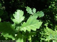 English oak (<em>Quercus robur</em>)