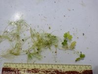 white water buttercup, water crowfoot (<em>Ranunculus aquatilis var. aquatilis</em>)