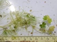 white water buttercup, water crowfoot (<em>Ranunculus aquatilis var. aquatilis</em>)