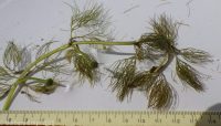 white water buttercup, water crowfoot (<em>Ranunculus aquatilis var. diffusus</em>)