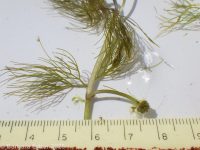 white water buttercup, water crowfoot (<em>Ranunculus aquatilis var. diffusus</em>)
