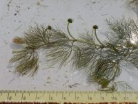 white water buttercup, water crowfoot (<em>Ranunculus aquatilis var. diffusus</em>)