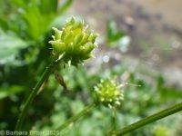 creeping buttercup (<em>Ranunculus repens</em>)