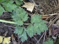 creeping buttercup (<em>Ranunculus repens</em>)