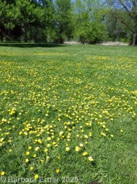 creeping buttercup (<em>Ranunculus repens</em>)