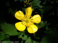 creeping buttercup (<em>Ranunculus repens</em>)