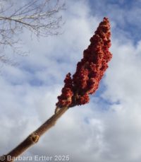 staghorn sumac (<em>Rhus typhina</em>)