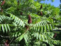 staghorn sumac (<em>Rhus typhina</em>)