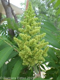 staghorn sumac (<em>Rhus typhina</em>)