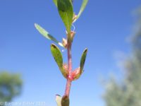 rotala, lowland toothcup (<em>Rotala ramosior</em>)