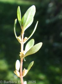 rotala, lowland toothcup (<em>Rotala ramosior</em>)