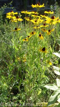 blackeyed Susan (<em>Rudbeckia hirta var. pulcherrima</em>)