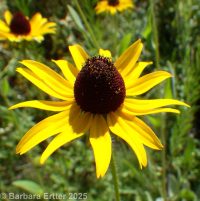 blackeyed Susan (<em>Rudbeckia hirta var. pulcherrima</em>)