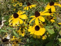 blackeyed Susan (<em>Rudbeckia hirta var. pulcherrima</em>)