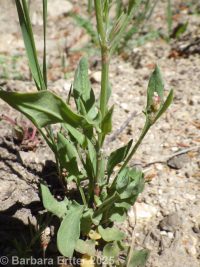 sheep sorrel (<em>Rumex acetosella</em>)