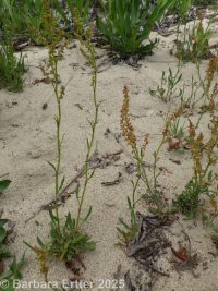 sheep sorrel (<em>Rumex acetosella</em>)