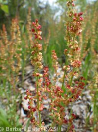 sheep sorrel (<em>Rumex acetosella</em>)