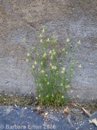 annual pearlwort (<em>Sagina apetala</em>)