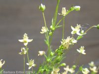 annual pearlwort (<em>Sagina apetala</em>)