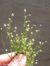 annual pearlwort (<em>Sagina apetala</em>)