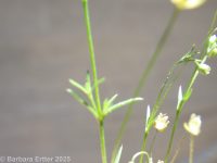 annual pearlwort (<em>Sagina apetala</em>)