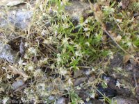 birdeye or procumbent pearlwort (<em>Sagina procumbens</em>)