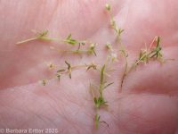 birdeye or procumbent pearlwort (<em>Sagina procumbens</em>)