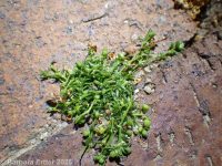 birdeye or procumbent pearlwort (<em>Sagina procumbens</em>)