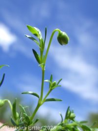 birdeye or procumbent pearlwort (<em>Sagina procumbens</em>)
