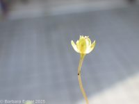 birdeye or procumbent pearlwort (<em>Sagina procumbens</em>)