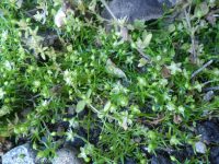 birdeye or procumbent pearlwort (<em>Sagina procumbens</em>)